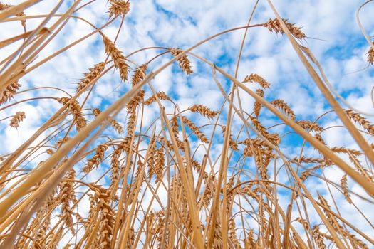 Golden Cereal field with ears of wheat,Agriculture farm and farming concept.Harvest.Wheat field.Rural Scenery.Ripening ears.Rancho harvest Concept.Ripe ears of wheat.Cereal crop.Bread, rye and grain