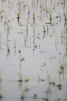 Green Head rice plant wheat on water