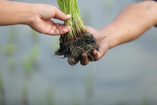 Woman Hand give rice to man hand on field background