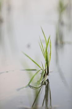 Green Head rice plant wheat on water