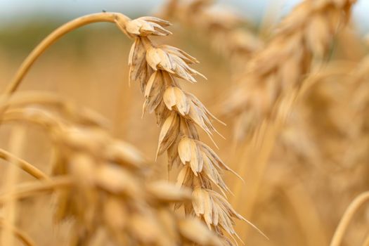 Golden Cereal field with ears of wheat,Agriculture farm and farming concept.Harvest.Wheat field.Rural Scenery.Ripening ears.Rancho harvest Concept.Ripe ears of wheat.Cereal crop.Bread, rye and grain