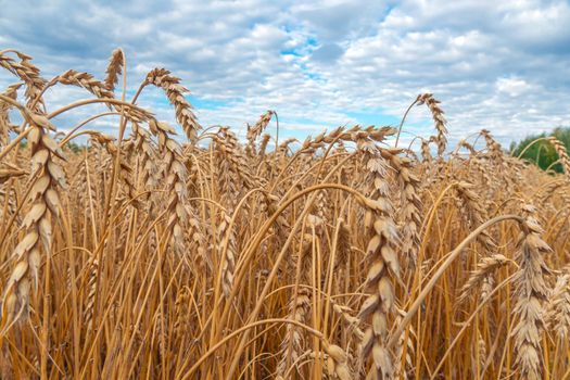 Golden Cereal field with ears of wheat,Agriculture farm and farming concept.Harvest.Wheat field.Rural Scenery.Ripening ears.Rancho harvest Concept.Ripe ears of wheat.Cereal crop.Bread, rye and grain