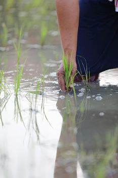 Farmer rice planting on water