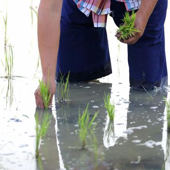 Farmer rice planting on water