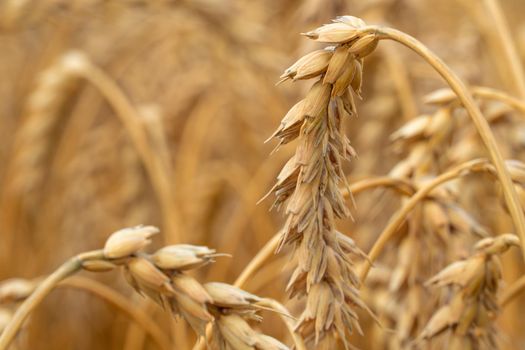 Golden Cereal field with ears of wheat,Agriculture farm and farming concept.Harvest.Wheat field.Rural Scenery.Ripening ears.Rancho harvest Concept.Ripe ears of wheat.Cereal crop.Bread, rye and grain