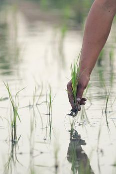 Farmer rice planting on water