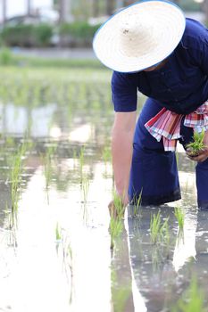 Farmer rice planting on water