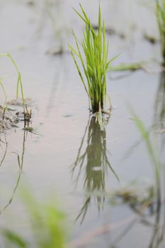 Green Head rice plant wheat on water