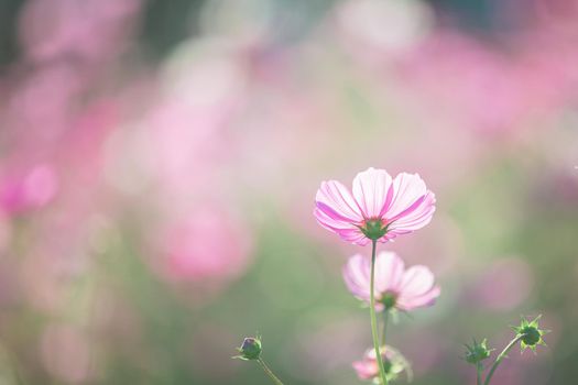 Cosmos flower in nature background