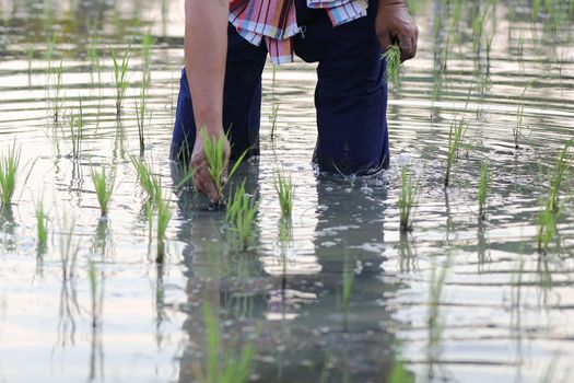 Farmer rice planting on water