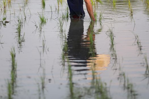 Farmer rice planting on water