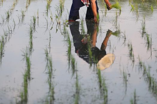 Farmer rice planting on water