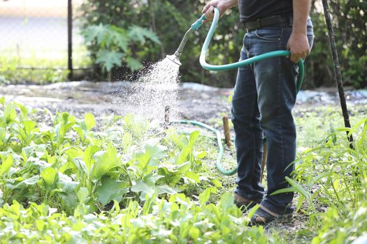 Male legs with watering plants in home garden