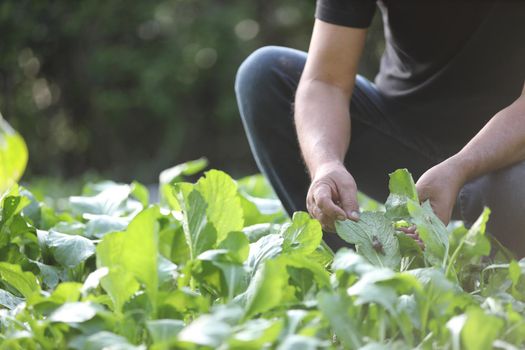 Male legs and hands Weed Out plant gardening in home garden