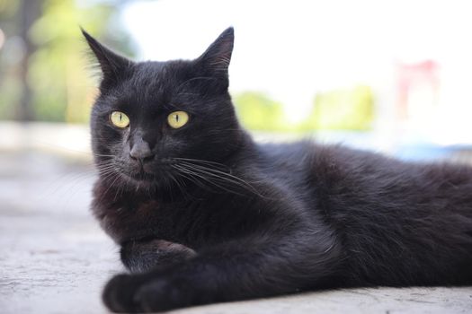 Close up of a black cat