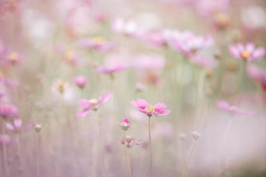 beautiful pink cosmos flowers in close up