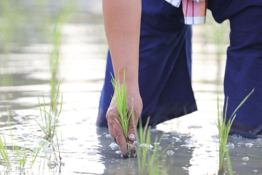 Farmer rice planting on water