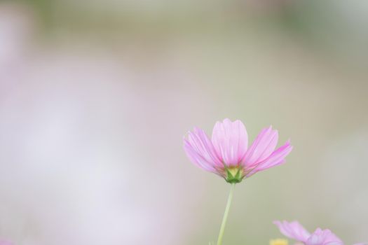 beautiful pink cosmos flowers in close up