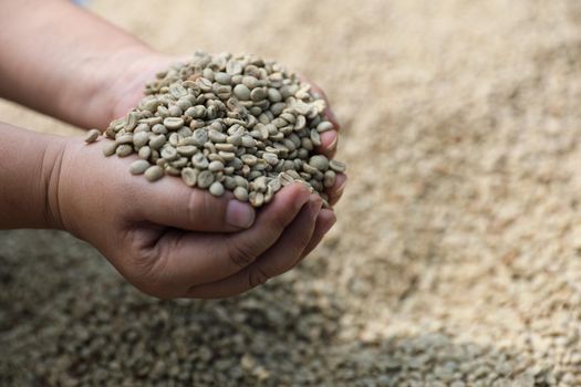 Raw coffee beans in the hand