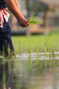 Farmer rice planting on water