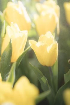 Yellow Tulip flower in close up