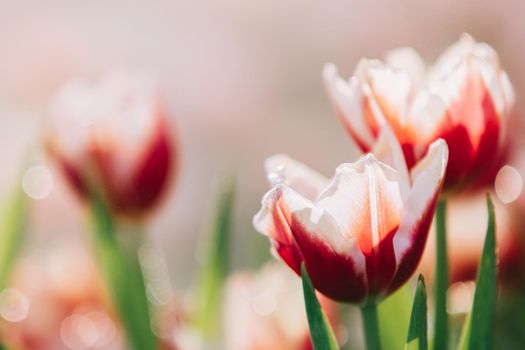 Red white Tulip flower in close up