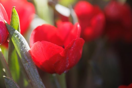 Red Tulip flower in close up