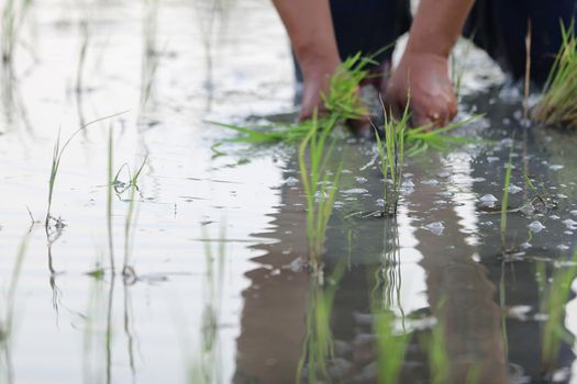 Farmer rice planting on water