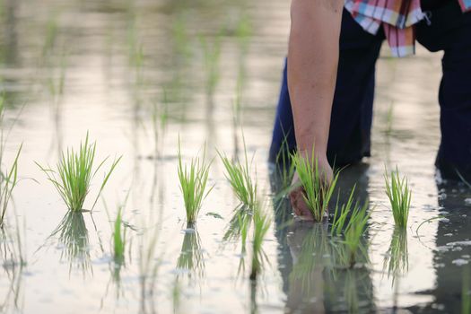 Farmer rice planting on water