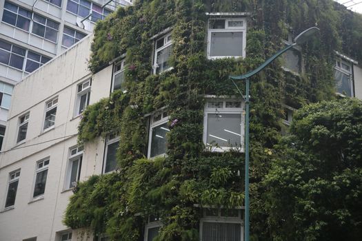salvador, bahia, brazil - september 28, 2022: Decorative plants seen on the wall of a building in the city of Salvador.