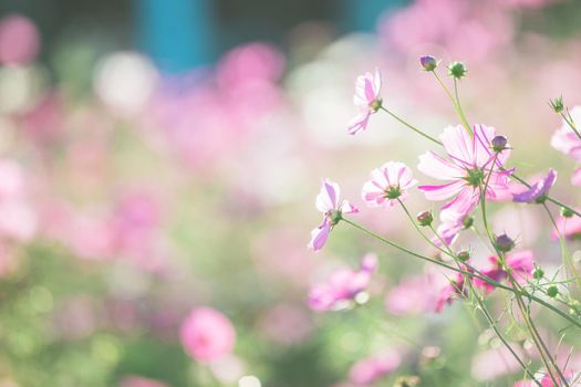 Cosmos flower in nature background