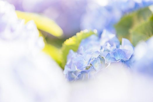 Hydrangea flower in close up with sunlight