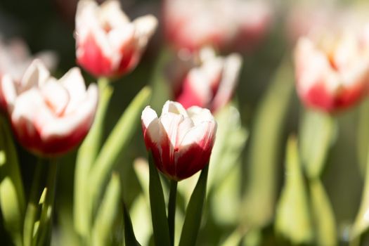 Red white Tulip flower in close up