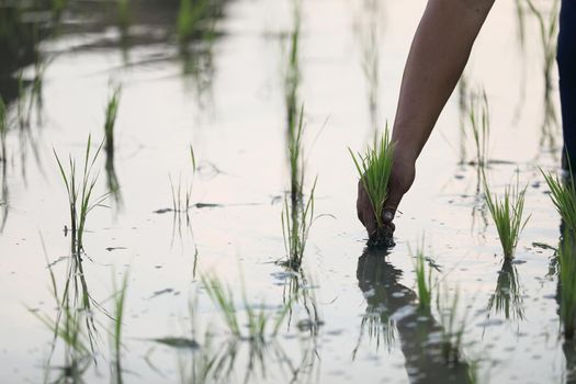 Farmer rice planting on water