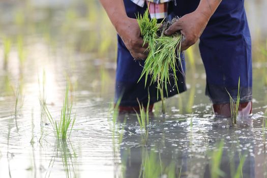 Farmer rice planting on water