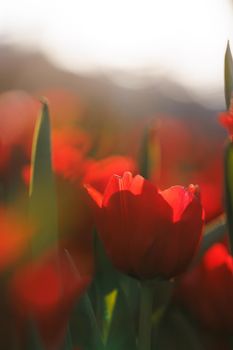 Red Tulip flower in close up with raindrop