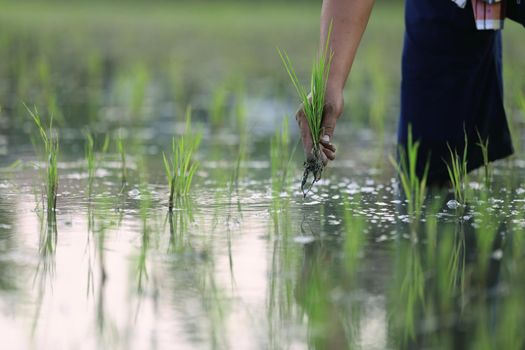 Farmer rice planting on water