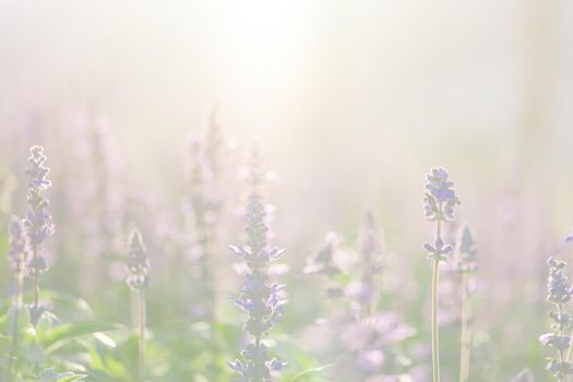 close up of lavender flowers in pastel blue color