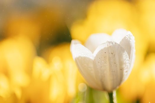 White Tulip flower in close up