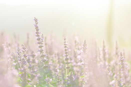 close up of lavender flowers in pastel blue color