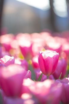 Red white Tulip flower in close up