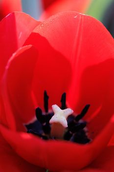 Red Tulip flower in close up with raindrop