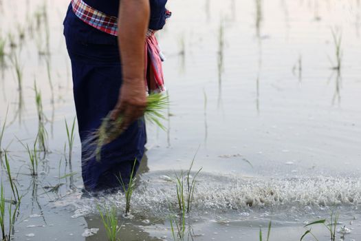 Farmer rice planting on water