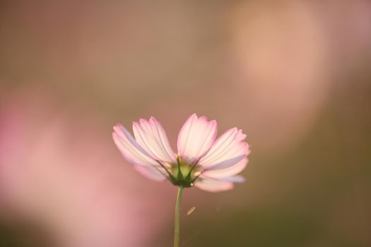 beautiful pink cosmos flowers in close up