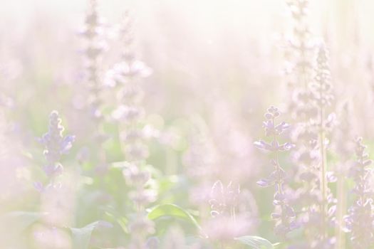 close up of lavender flowers in pastel blue color