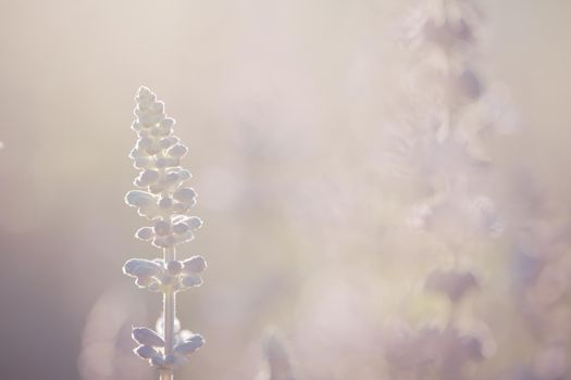 close up of lavender flowers in pastel blue color