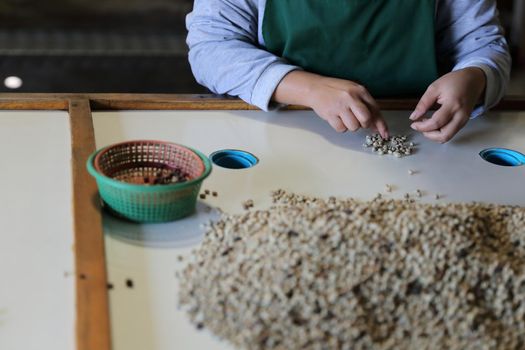 Workers Hands choosing coffee beans at coffee factory