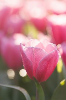 Red white Tulip flower in close up