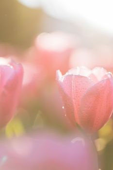 Pink Tulip flower in close up