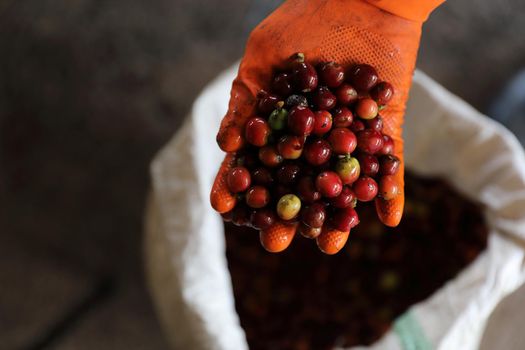 Raw coffee beans in the hand